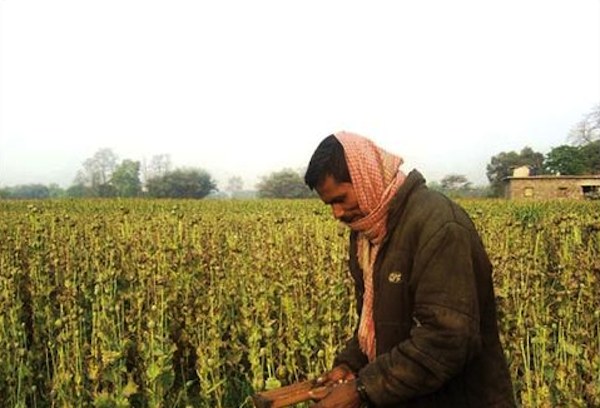 Opium cultivation in Nepal is spreading in the southern plains that either border or are close to parts of India - Uttar Pradesh, Madhya Pradesh and Rajasthan- where both legal and illegal opium cultivation exists.