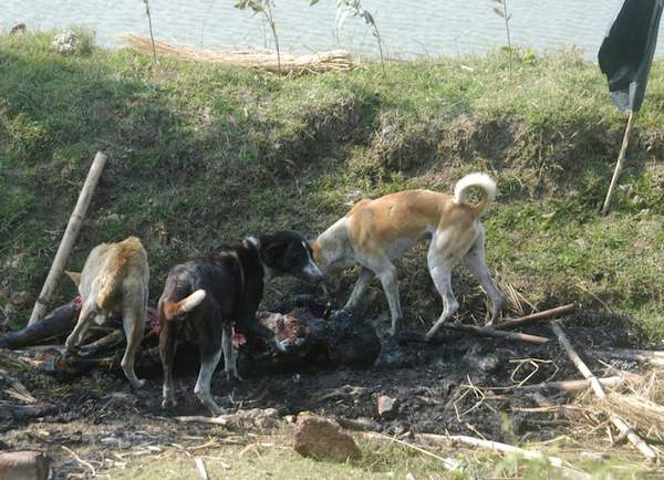 Stray dogs feed on with a charred human bodies of people killed by CPM goons and Police forces in nandigram