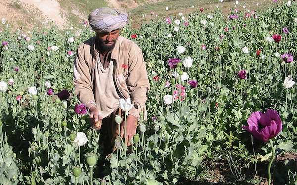 Afghanistan poppy farmer