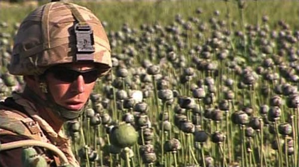 NATO troop in poppy feilds