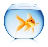 0_0_158_http___i_haymarket_net_au_News_fishbowl