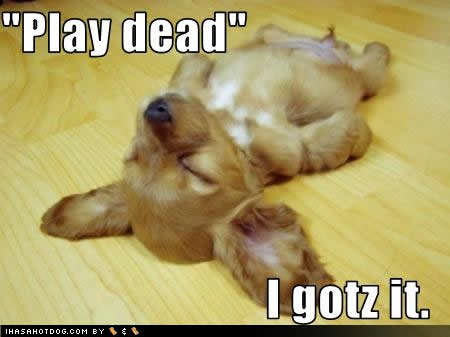 play-dead