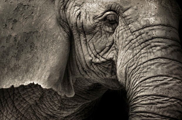 elephant-620x412