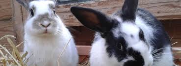 RSPCA rabbits