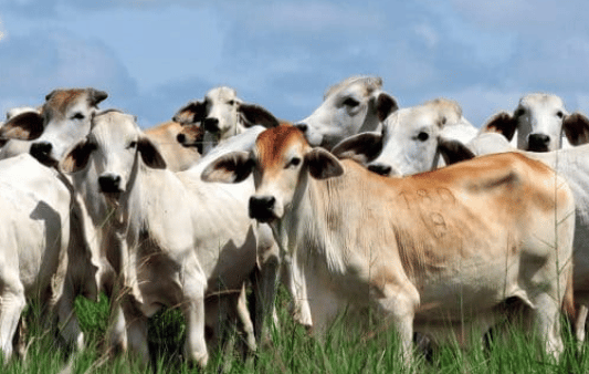 National Liberation Army (ELN) Involvement into Cattle Smuggling Between Venezuela and Colombia Puts the Legal Meat Industry at Risk, Colombia - 28 October 2022