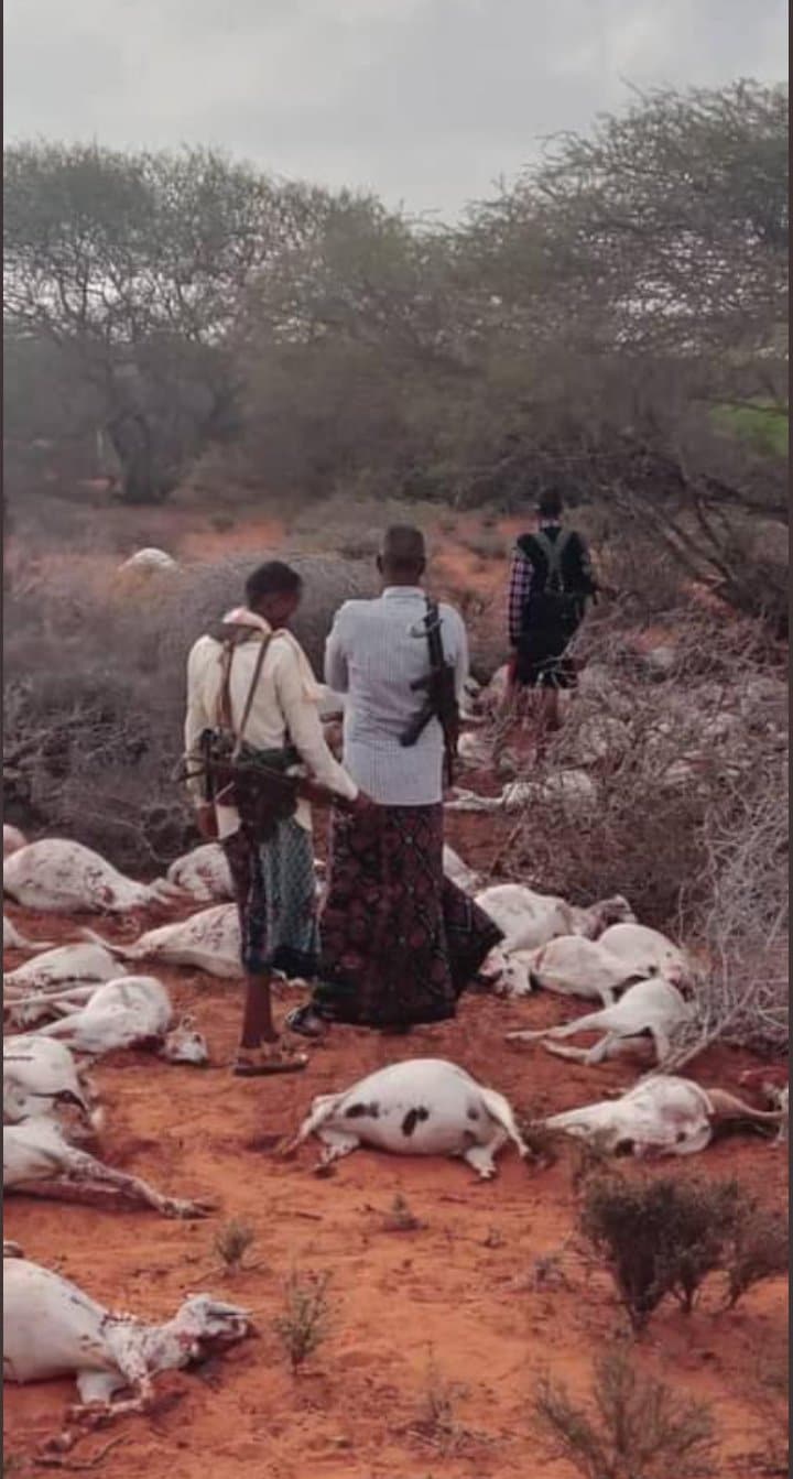 Al-Shabaab Militants Slaughtered Over 300 Goats Belinging to Local Residents in El-hero, Mahas District, Hiiran Region, Somalia - 12 January 2023