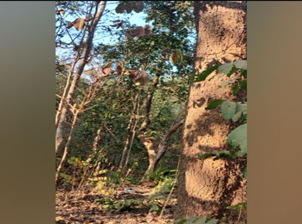 TRAC Incident Report: Security Forces Recoverd IED and Averted its Blast in Dantewada District, Chhattisgarh, India – 22 February 2023