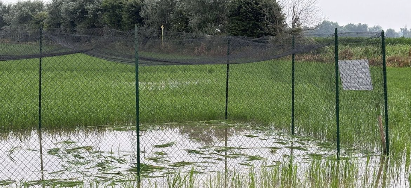Environmental Activists Destroy an Experimental Cultivation of the So-Called 'Telemaco #Ris8imo' Rice, Mezzana Bigli, Pavia Province, Lombardy Region, Italy - 21 June 2024