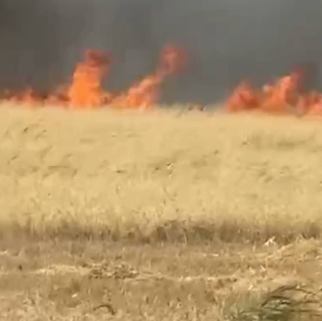 TRAC Incident Report: Suspected Islamic State (IS) "Hot Summer" Arson Campaign Destroys Agricultural Field, in Dubis District, Kirkuk Governorate, Iraq - 9 June 2024