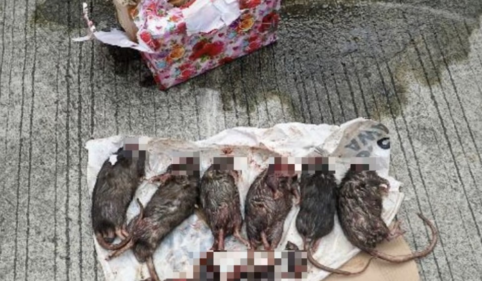 Box of Six Decapitated Rats Delivered to Investigative Reporters of Tempo Magazine, Jakarta, Indonesia - 22 March 2025